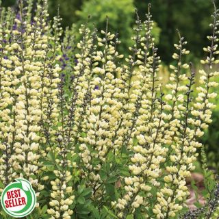 Vanilla Cream II False Indigo Thumbnail